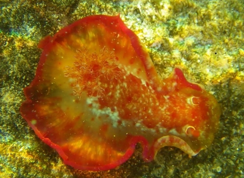 Hexabranchus sandwichensis
