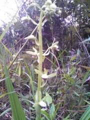 Eulophia plantaginea
