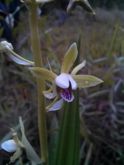 Eulophia plantaginea