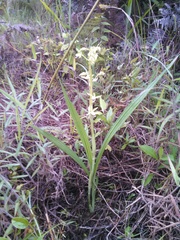 Eulophia plantaginea
