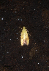 Gymnobathra flavidella