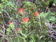 Castilleja elmeri