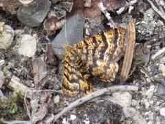 Epelis truncataria
