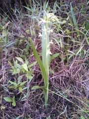 Eulophia plantaginea