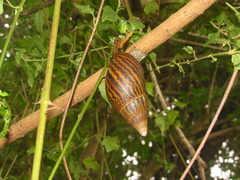 Cochlitoma granulata