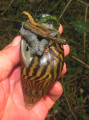 Cochlitoma granulata