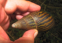 Cochlitoma granulata