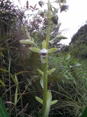 Eulophia plantaginea