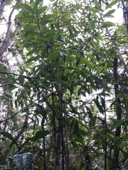 Peponidium