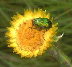 Leucocelis haemorrhoidalis