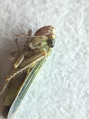 Xyphon reticulatum