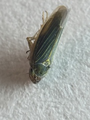 Xyphon reticulatum