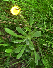 Leucocelis haemorrhoidalis