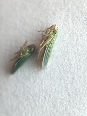 Xyphon reticulatum