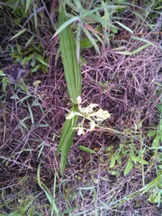 Eulophia plantaginea