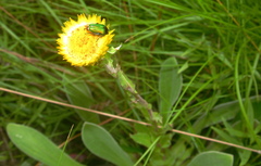 Leucocelis haemorrhoidalis