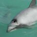 Maui's Dolphin - Photo 
Dr. Mridula Srinivasan, NOAA/NMFS/OST/AMD., no known copyright restrictions (public domain)