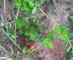 Eugenia albanensis
