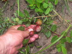 Eugenia albanensis