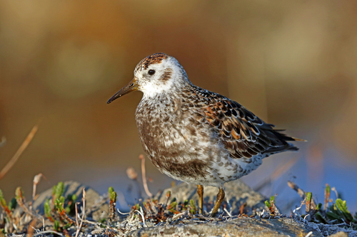 Calidris ptilocnemis