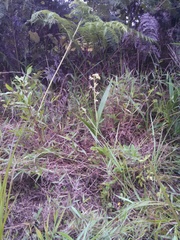 Eulophia plantaginea
