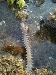 Hermodice carunculata