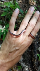 Carphophis vermis