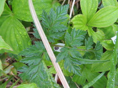 Conioselinum gmelinii