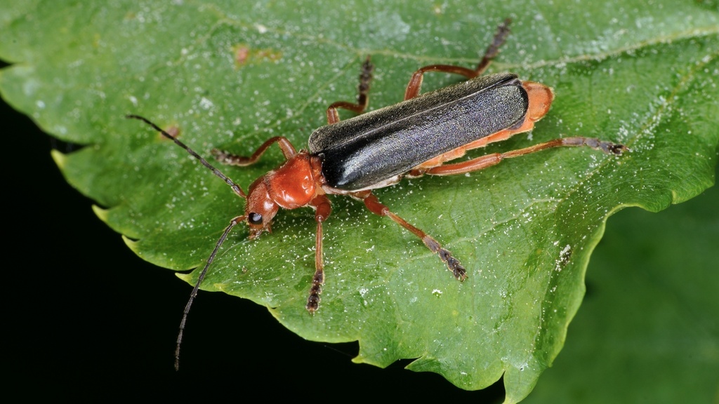 Ancistronycha violacea
