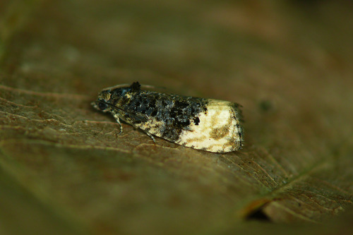 Shoulder-spot Marble, photo 3 of 10