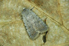 Caradrina selini - Photo (c) Michał Brzeziński, some rights reserved (CC BY-NC), uploaded by Michał Brzeziński