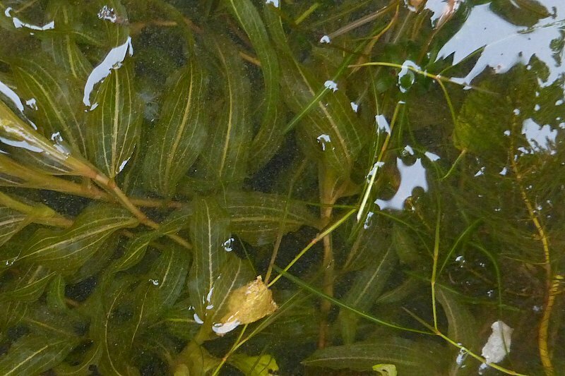 whitestemmed pondweed from pont du Rouget 22630 SaintJuvat, France on