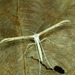 Emmelina monodactyla - Photo (c) Michał Brzeziński, algunos derechos reservados (CC BY-NC), subido por Michał Brzeziński