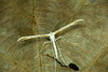 Morning-glory Plume Moth - Photo (c) Michał Brzeziński, some rights reserved (CC BY-NC), uploaded by Michał Brzeziński