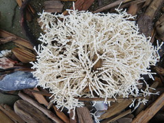 Calliarthron tuberculosum