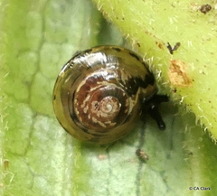 Helicarionidae