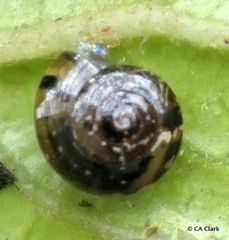 Helicarionidae