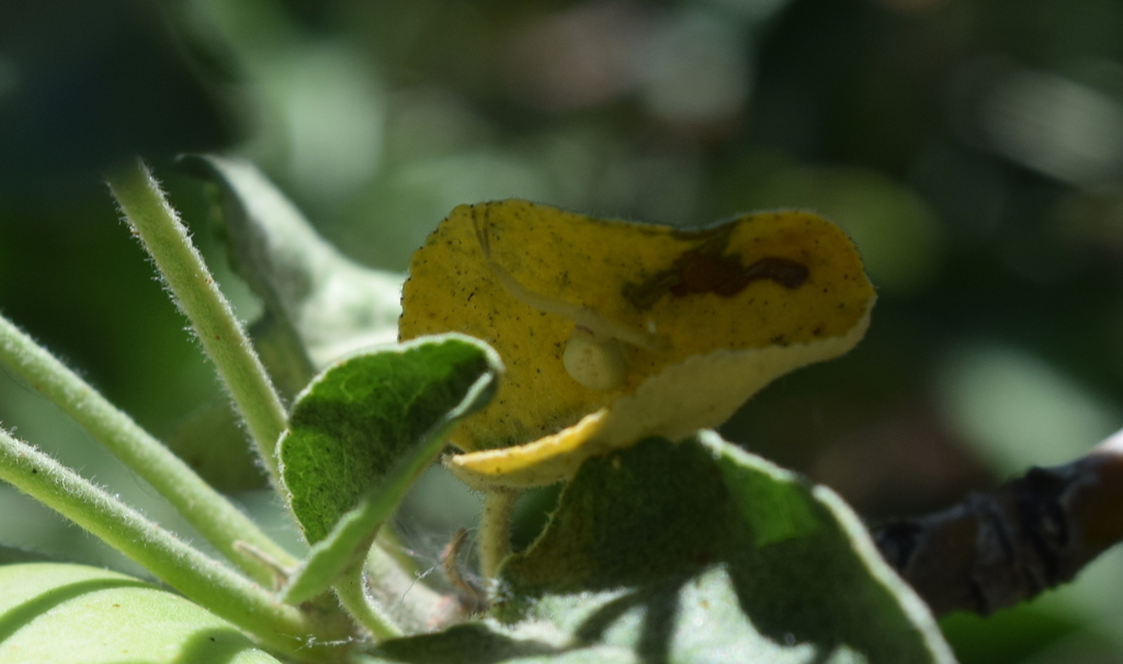 Misumessus dicaprioi