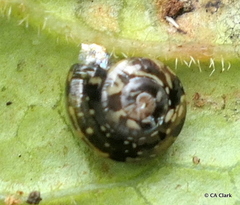 Helicarionidae