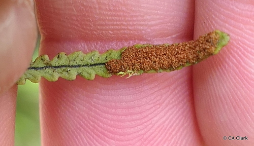 Stenogrammitis saffordii