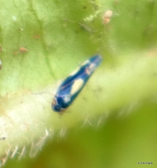 Nesophrosyne makaihe
