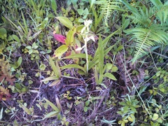 Eulophia plantaginea