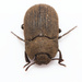 Dusty Surface Beetles - Photo (c) Rion Lerm, some rights reserved (CC BY-NC), uploaded by Rion Lerm