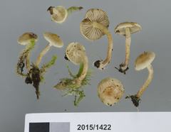Pholiota pallidocaulis