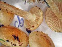 Pholiota pallidocaulis