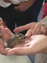 Sminthopsis crassicaudata