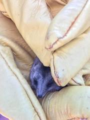 Sminthopsis crassicaudata