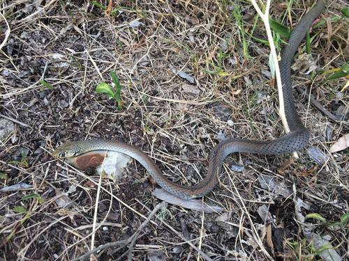 Photo of a Yellow-faced Whipsnake (psammophis) (Demansia psammophis)