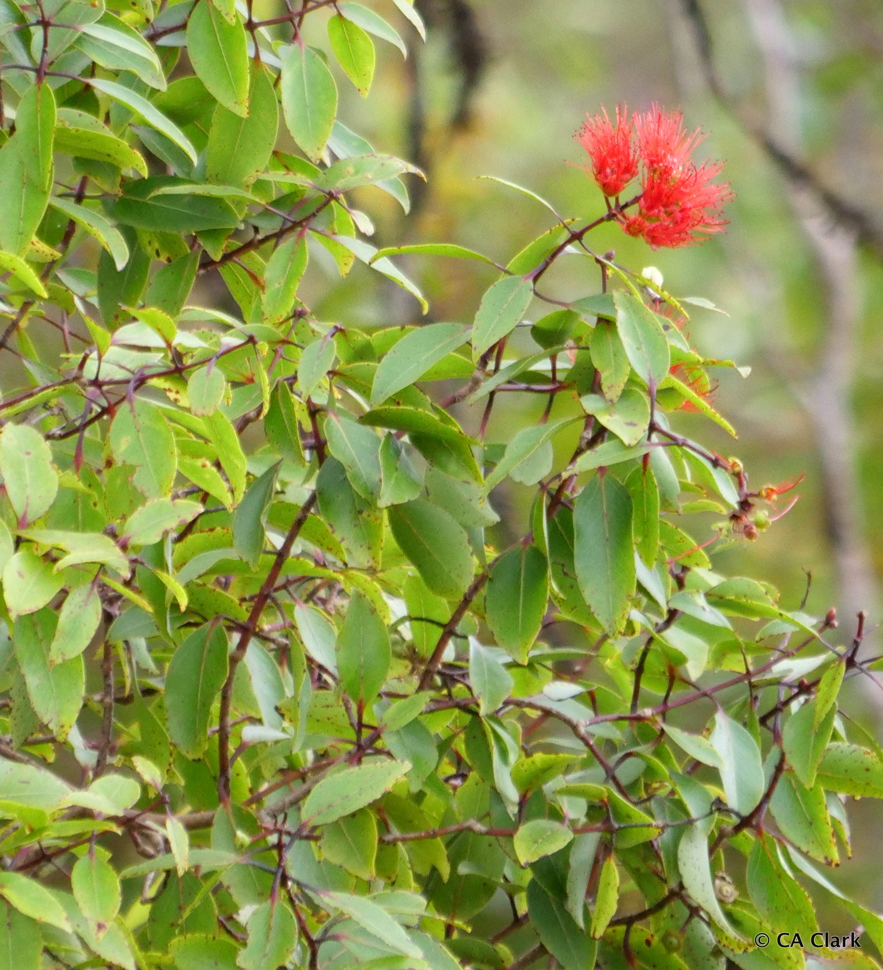 Metrosideros tremuloides