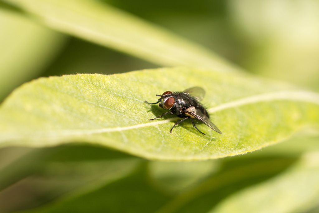 Paratryphera barbatula